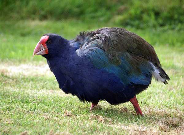 Προϊστορικό πτηνό που κάποτε θεωρούνταν εξαφανισμένο επέστρεψε στην φύση της Νέας Ζηλανδίας