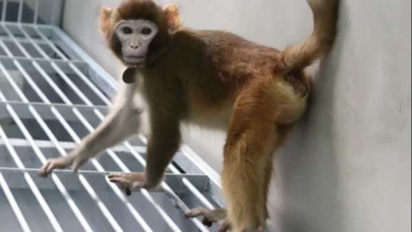 Κίνα: Ερευνητές κλωνοποίησαν πίθηκο με σκοπό την επιτάχυνση της ιατρικής έρευνας