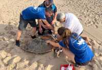 Ισπανία: Χελώνες καρέτα-καρέτα γέννησαν τα αυγά τους σε παραλίες της Βαλένθια