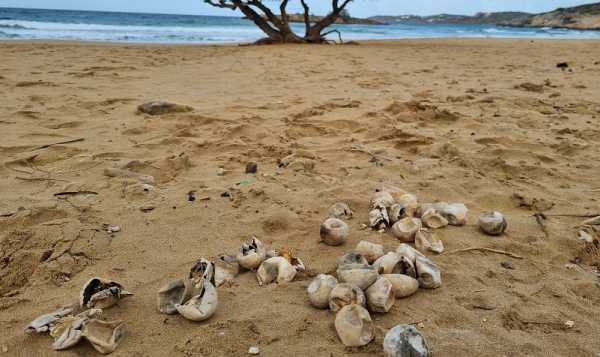 Χανιά: Φωλιά θαλάσσιας χελώνας στον Καλαθά (φώτο)