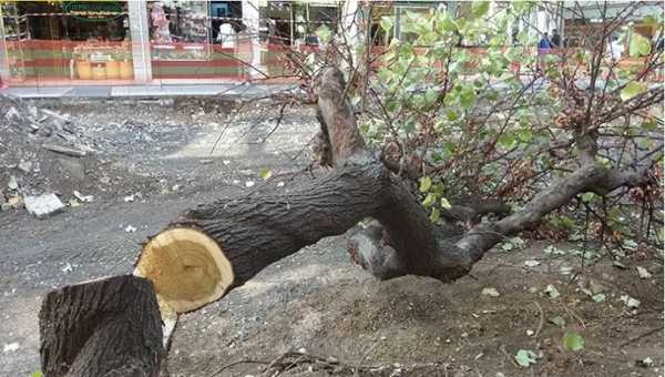 Χανιά: Η Ανταρσία για την πτώση δέντρου στο Δημοτικό Κήπο