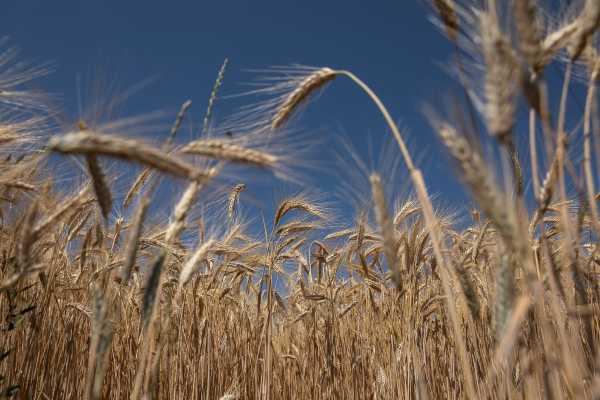 Ουκρανία: Επικρίνει τις γειτονικές χώρες για την παράταση των περιορισμών στις εισαγωγές σιτηρών