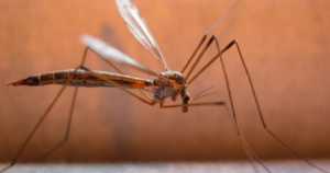 Χανιά: Ξεκίνησαν οι ψεκασμοί για τα κουνούπια