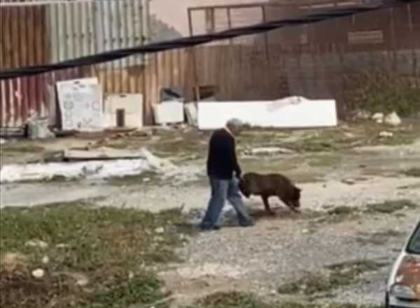 Ηράκλειο: Πηγαίνει βόλτα τον ανάπηρο σκύλο του κρατώντας του τα πόδια - Μια συγκινητική ιστορία (vid)