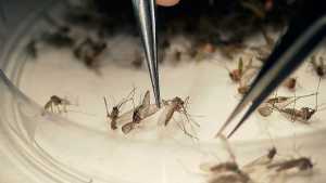 Σμήνη κουνουπιών απειλούν τη δημόσια Υγεία – Μεταφέρουν ιο του δυτικού Νείλου, Ελονοσία, Δάγκειο πυρετό