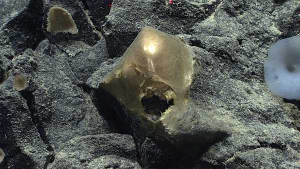 Τι είναι η μυστηριώδης χρυσή σφαίρα που βρέθηκε στον πυθμένα του Ειρηνικού ωκεανού