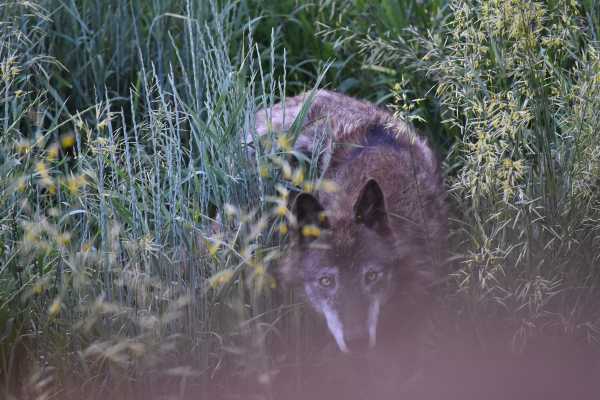 Ένθετο Περιβάλλον: Οι λύκοι επέστρεψαν στην Πάρνηθα – Τι πρέπει να γνωρίζουν οι πολίτες