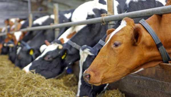 Καναδάς: Επιστήμονες παρήγαγαν αγελάδες φιλικές στο κλίμα που αποβάλλουν λιγότερο μεθάνιο
