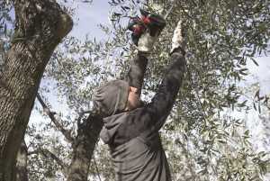 Ελιά: Αυτοί είναι οι «εχθροί» της άνοιξης που προσβάλουν τα δέντρα στην Κρήτη