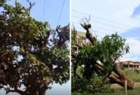Γκάνα: Ποιος έκοψε το ιερό δένδρο κόλα; – «Θεράπευε ασθένειες και κατάρες»