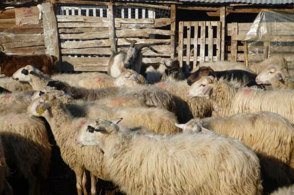 Πανώλη στα αιγοπρόβατα: Όλα όσα πρέπει να γνωρίζουμε – Σε επιδημιολογική επιτήρηση χιλιάδες ζώα στη Θεσσαλία