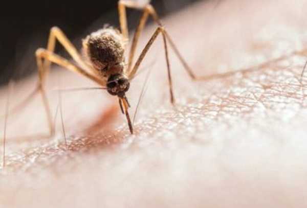 Ιταλία: Mετά από 50 χρόνια επανεμφανίστηκε το κουνούπι Anopheles