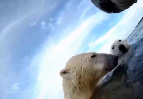 H κλιματική κρίση φέρνει πείνα και ασιτία στις πολικές αρκούδες
