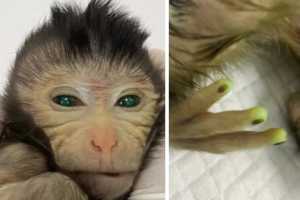 Δημιούργησαν ζωντανή χίμαιρα με βλαστοκύτταρα: Πίθηκος με μάτια και δάχτυλα που φωσφορίζουν