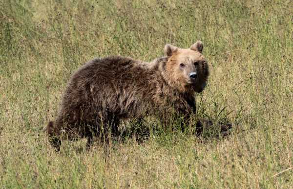 Κοζάνη: Η αρκούδα «Γλύκα», που είχε τραυματιστεί σε τροχαίο, επέστρεψε στη φύση – Βίντεο