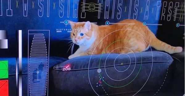 Δείτε τη γάτα της NASA που «επέστρεψε» στη Γη από μακρινή περιοχή του Διαστήματος (βίντεο)