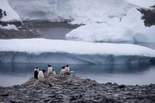 Γρίπη των πτηνών εντοπίστηκε σε πιγκουίνους κοντά στην Ανταρκτική – Πέθαναν 200 νεοσσοί