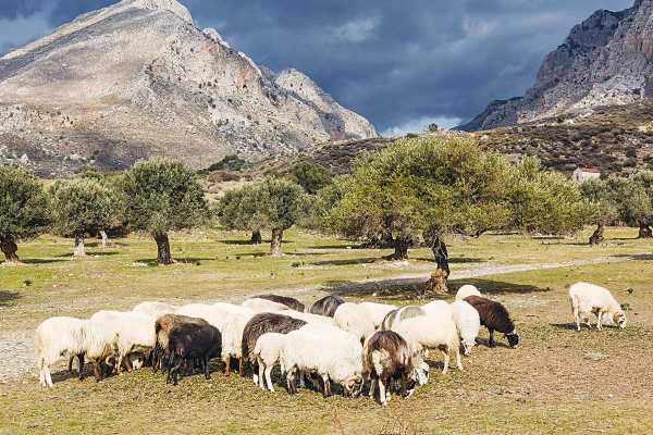 Κρήτη: Δηλητήρια στο χορτάρι λόγω βροχών - Κίνδυνος για αιγοπρόβατα
