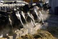 Κλιματική αλλαγή – ΟΗΕ: Η κτηνοτροφία ευθύνεται για το 12% των εκπομπών αερίων του θερμοκηπίου
