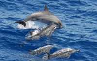 Γαλλία: Τουλάχιστον 910 δελφίνια ξεβράστηκαν νεκρά αυτόν τον χειμώνα σε παραλίες