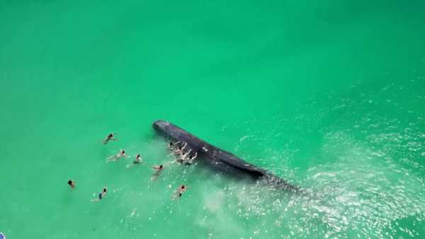 Βίντεο: Φάλαινα βγαίνει στα ρηχά και κολυμπάει με λουόμενους στην Αυστραλία