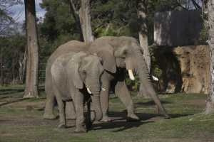 O πρόεδρος της Μποτσουάνας απειλεί ότι θα στείλει… 20.000 ελέφαντες στη Γερμανία – «Να ζήσουν με τα ζώα, όπως υπαγορεύουν σε εμάς»