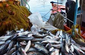Αλιεία: Πάνω από 363 εκατ. ευρώ θα διατεθούν από το Ευρωπαϊκό Ταμείο Θάλασσας, Αλιείας και Υδατοκαλλιέργειας