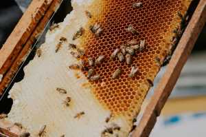 Βερολίνο: Εγκαίνια έκθεσης με θέμα τη μελισσοκομία στη Σλοβενία που ορίζεται ως τρόπος ζωής
