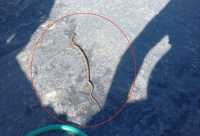 Ηράκλειο: Γέμισαν φίδια στον καταυλισμό των τσιγγάνων - Ξέσπασμα για τις συνθήκες διαβίωσης