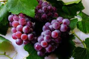 Ένθετο Γεωργία: Μειωμένη κατά 40% η παραγωγή οίνου στη χώρα