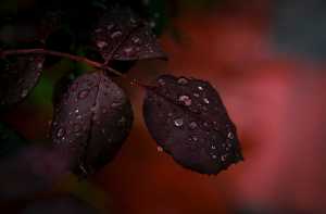 Ο καιρός με την Ν. Ζιακοπούλου: Φθινοπωρινός έως την Τετάρτη με βροχές και πτώση της θερμοκρασίας