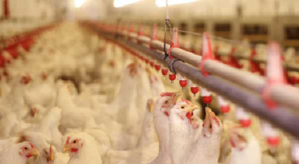Χανιά: Συστάσεις για αντιμετώπιση κρουσμάτων της γρίπης των πτηνών