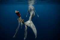 Underwater Photographer of the Year 2023: Οι κορυφαίες υποβρύχιες φωτογραφίες