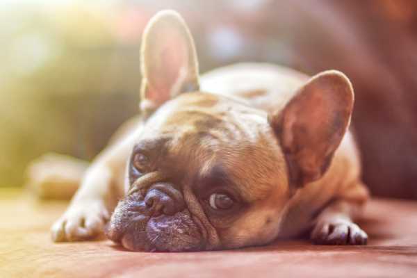 Μυστηριώδης ασθένεια προσβάλλει σκύλους στις ΗΠΑ