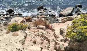 Κρήτη: Σορός γυναίκας εντοπίστηκε από περιπατητή σε παραλία