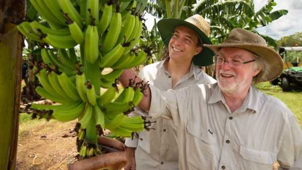 Αυστραλία: Εγκρίθηκε γενετικά τροποποιημένη μπανάνα, ανθεκτική στη νόσο του Παναμά