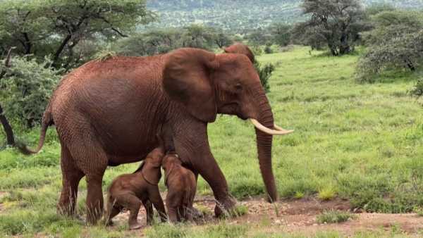 Κένυα: Γεννήθηκαν δίδυμα ελεφαντάκια – Ο περίπατος μετά τον σπάνιο τοκετό (video)