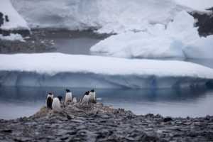 Ανταρκτική: Γρίπη των πτηνών εντοπίστηκε σε πιγκουίνους κοντά στην Ανταρκτική – Πέθαναν 200 νεοσσοί