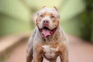 Η Αγγλία απαγορεύει τα σκυλιά της ράτσας XL Bully