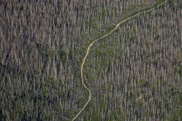 Τα ορεινά δάση χάνονται με επιταχυνόμενους ρυθμούς θέτοντας σε κίνδυνο τη βιοποικιλότητα
