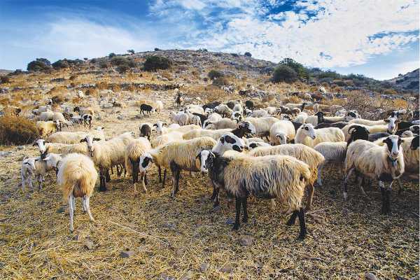 Σε μαρασμό η κτηνοτροφία: Αφανίζονται τα κοπάδια στην Κρήτη - Το υψηλό κόστος παραγωγής έχει “τσακίσει” τον κλάδο