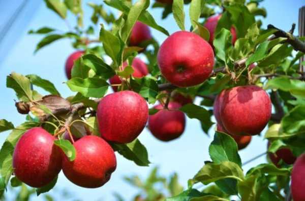 Λ. Αυγενάκης σε Β. Κόκκαλη και Β. Βιλιάρδο: Εξετάζεται το αίτημα παραγωγών-εξαγωγέων μήλων για αποζημιώσεις λόγω Σουέζ