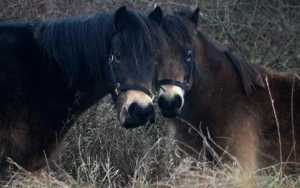 Άρειος Πάγος: Παρέμβαση για τα τεμαχισμένα άλογα στα Γρεβενά