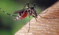 Έναρξη προγράμματος καταπολέμησης κουνουπιών για το έτος 2024 στη Κρήτη
