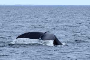 Ζευγάρι έκανε sup και σε απόσταση αναπνοής κολυμπούσε μια… φάλαινα – Η αντίδρασή τους