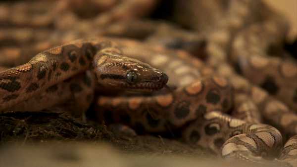 Ο Ρονάλντο το «αρσενικό» φίδι γέννησε 14 μωρά χωρίς σύντροφο (video)